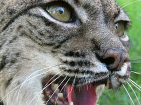 Пиренейская рысь Пиренейская рысь