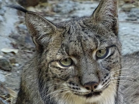 Пиренейская рысь Пиренейская рысь