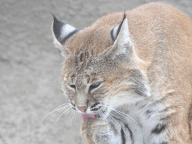 Смотреть фото Рыжая рысь Фото Рыжая рысь