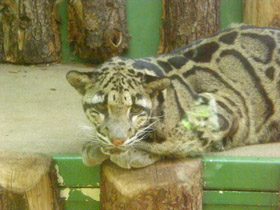 Фото Дымчатый леопард