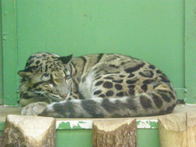 Фото Дымчатый леопард