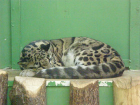 Фото Дымчатый леопард