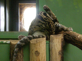 Фото Дымчатый леопард