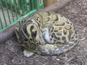 Фото Дымчатый леопард