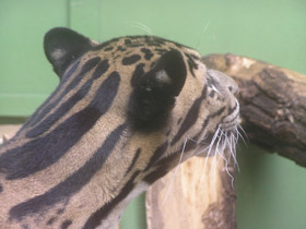 Фото Дымчатый леопард