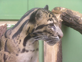 Фото Дымчатый леопард