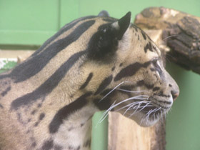 Фото Дымчатый леопард