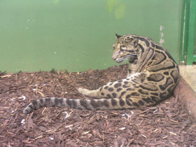 Фото Дымчатый леопард