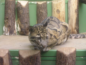 Фото Дымчатый леопард