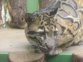 Фото Дымчатый леопард