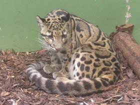 Фото Дымчатый леопард