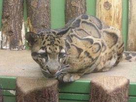 Фото Дымчатый леопард