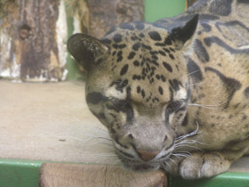 Фото Дымчатый леопард