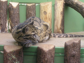 Фото Дымчатый леопард