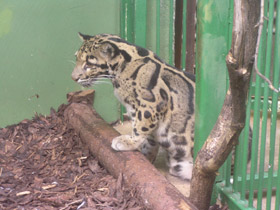 Фото Дымчатый леопард