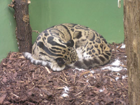 Фото Дымчатый леопард