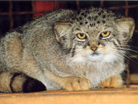 Манул Манул