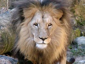 Фото Лев