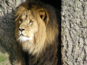 Африканские животные Международной Красной книги