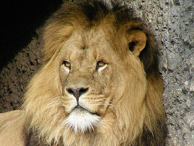 По странам и континентам: животный мир разных стран и материков