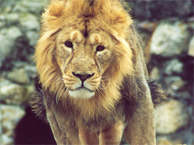 Азиатский лев Азиатский лев