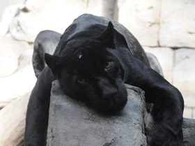 Смотреть фото Ягуар Фото Ягуар