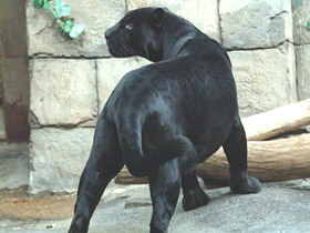 Смотреть фото Ягуар Фото Ягуар