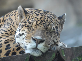 Смотреть фото Ягуар Фото Ягуар