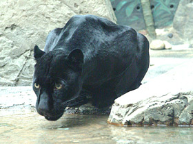 Ягуар Ягуар