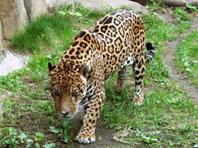 Ягуар Ягуар