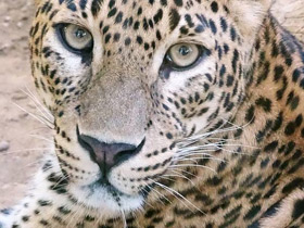 Смотреть фото Леопард Фото Леопард