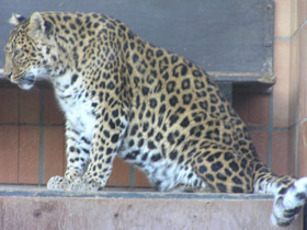 Смотреть фото Амурский леопард Фото Амурский леопард