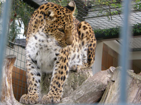 Смотреть фото Амурский леопард Фото Амурский леопард