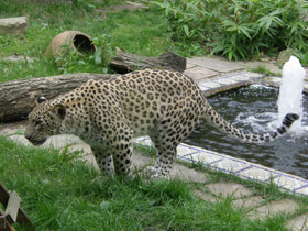 Смотреть фото Переднеазиатский леопард Фото Переднеазиатский леопард