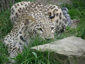 Смотреть фото Переднеазиатский леопард Фото Переднеазиатский леопард