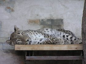 Смотреть фото Переднеазиатский леопард Фото Переднеазиатский леопард