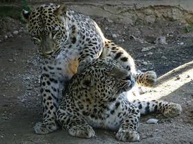 Смотреть фото Переднеазиатский леопард Фото Переднеазиатский леопард