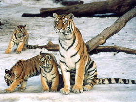 Амурский тигр Амурский тигр