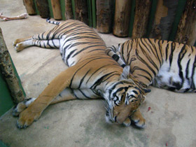 Фото О сообразительности животных