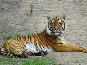 Красная Книга МСОП