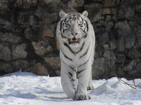 Белый тигр Белый тигр
