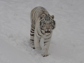 Белый тигр Белый тигр