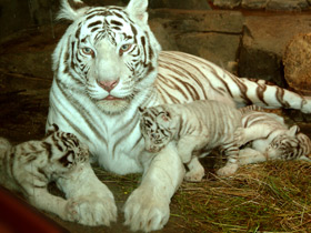 Белый тигр Белый тигр