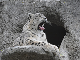 Смотреть фото Ирбис Фото Ирбис