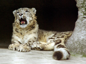 Смотреть фото Ирбис Фото Ирбис