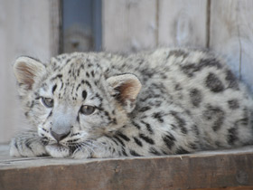 Смотреть фото Ирбис Фото Ирбис