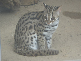 Смотреть фото Бенгальская кошка Фото Бенгальская кошка