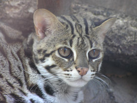 Смотреть фото Бенгальская кошка Фото Бенгальская кошка