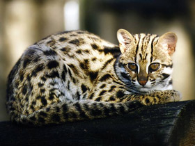 Бенгальская кошка Бенгальская кошка