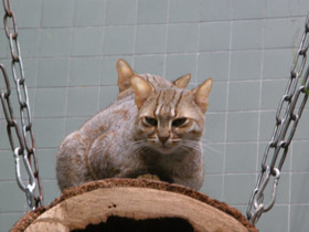 Фото Ржавая кошка